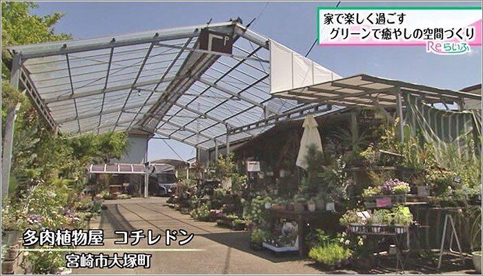 01 多肉植物屋 コチレドン