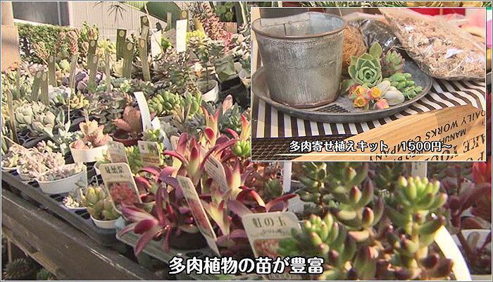 07 多肉植物：寄せ植えキット