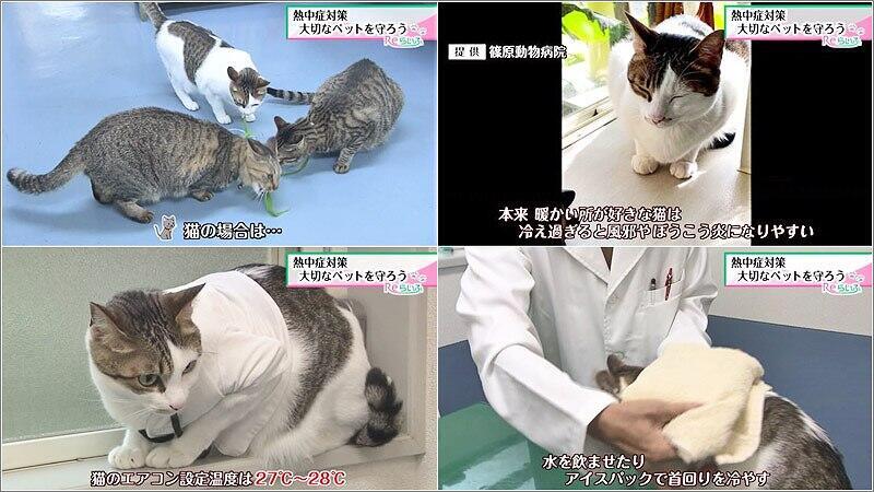 03 猫の対処法