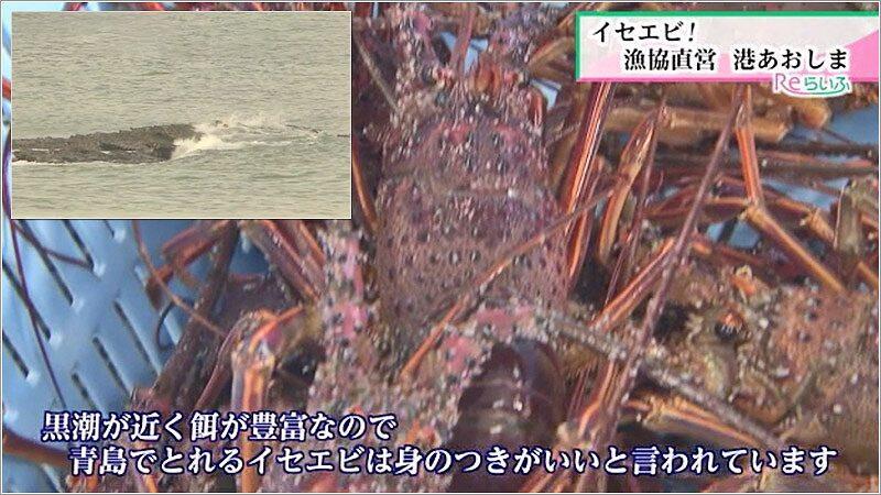 04 青島でとれるイセエビの魅力