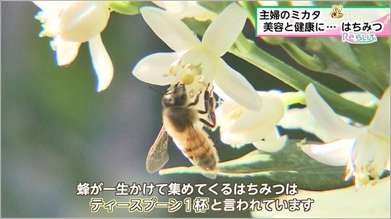 07 蜂が集めてくるはちみつ