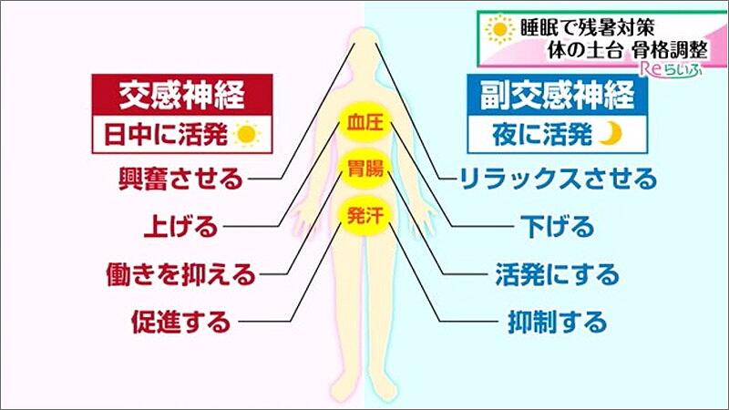 03 交感神経と副交感神経