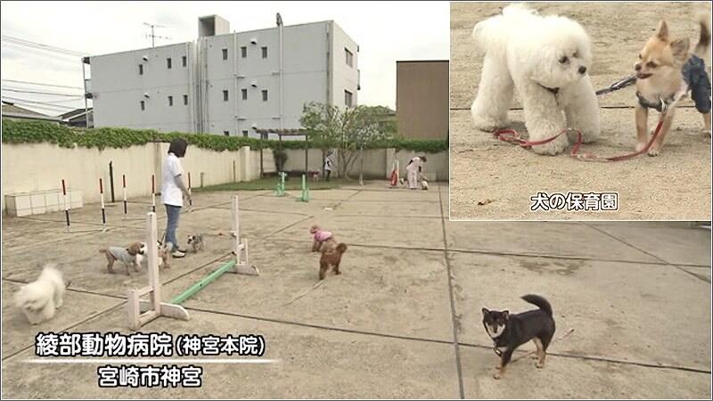 03 犬の保育園