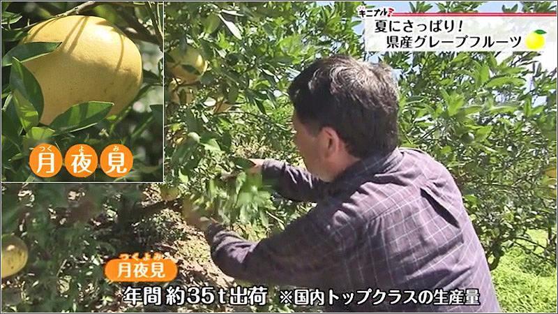 夏にさっぱり 県産グレープフルーツ 22年07月04日放送 キニナル Umkスーパーニュース Umkテレビ宮崎