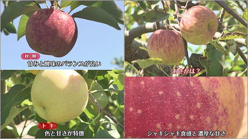 06 リンゴの品種