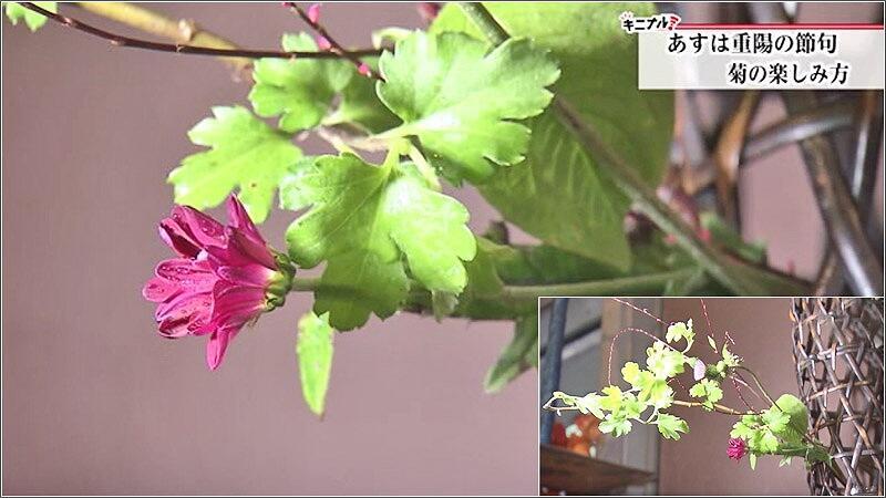 07 あぜ道の菊