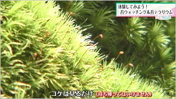 苔は見るだけ