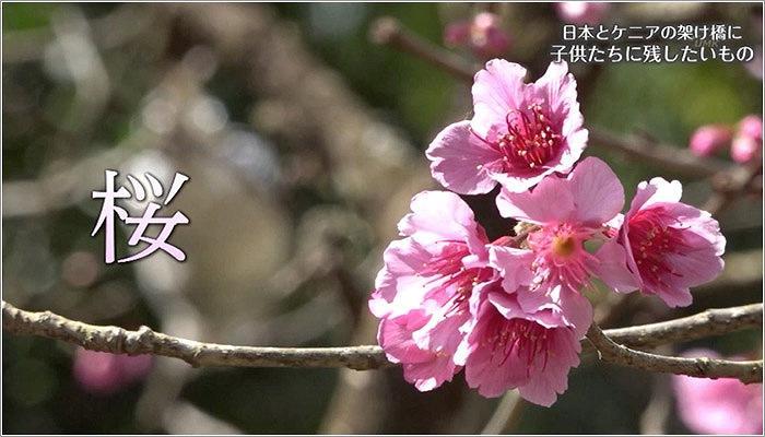 06 立派な桜の花