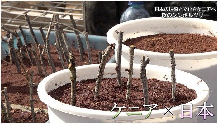 08 桜の接木や挿木の様子