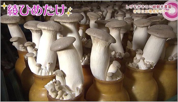 04 綾ひめたけ