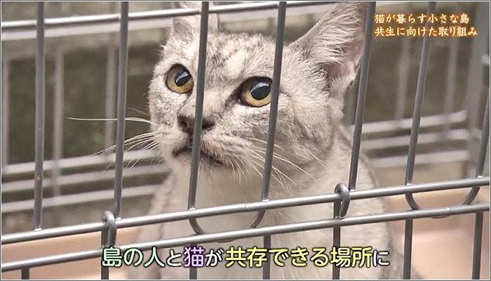 04 保護された猫