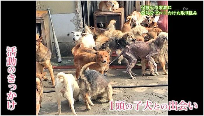 08 たくさんの犬たち