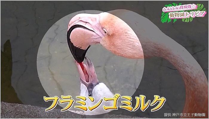 03 フラミンゴがミルクをあげている様子