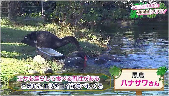 05 まるで黒鳥のハナザワさんが鯉にエサをあげているかのように見える