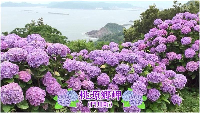 01 桃源郷岬の紫陽花