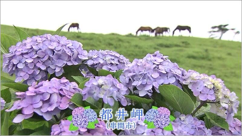 03 都井岬の紫陽花