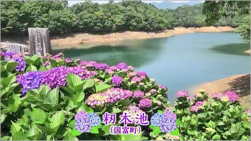 04 籾木池の紫陽花