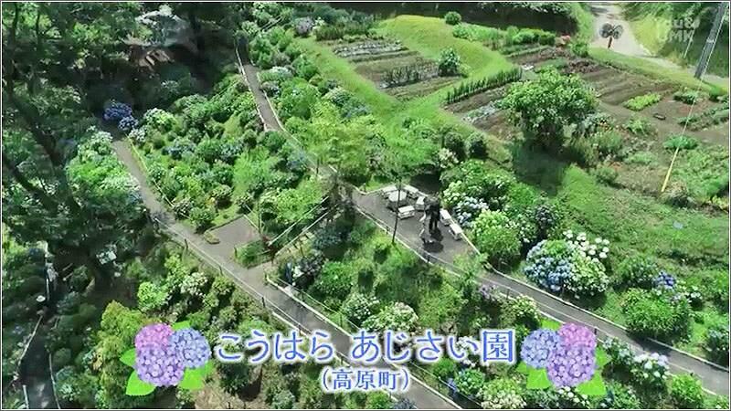 05 こうはら あじさい園の紫陽花