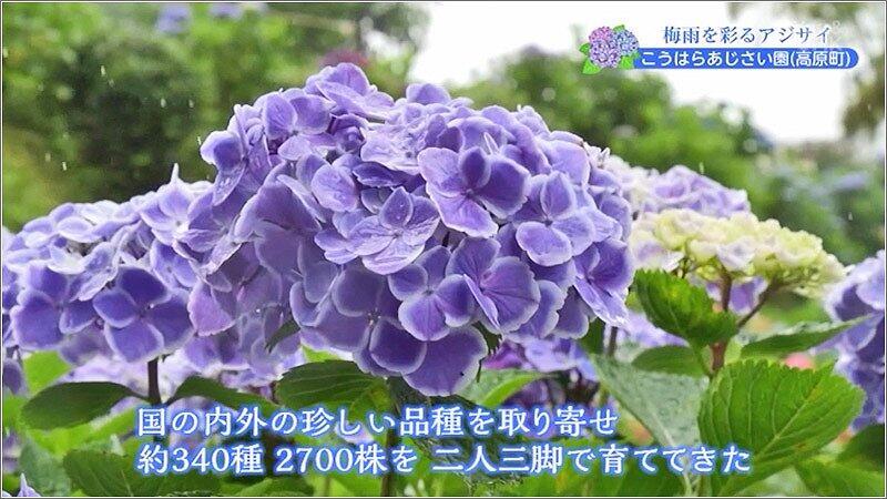 06 こうはら あじさい園の紫陽花