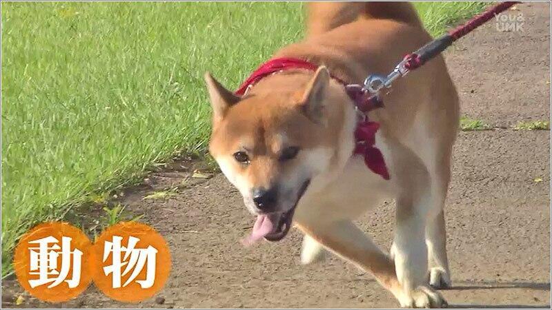 01 犬が散歩している写真