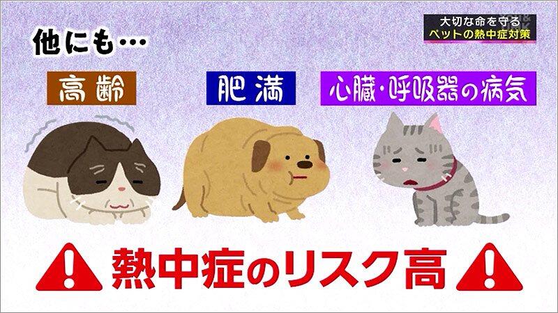 05 熱中症のリスクが高い動物