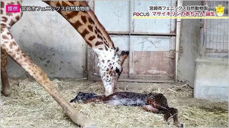 01 宮崎市自然動物園で生まれたマサイキリンの赤ちゃんの誕生写真