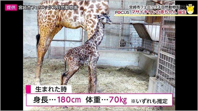 フェニックス自然動物園 マサイキリンの赤ちゃん誕生 年08月15日放送 フォーカス U Doki Umkテレビ宮崎