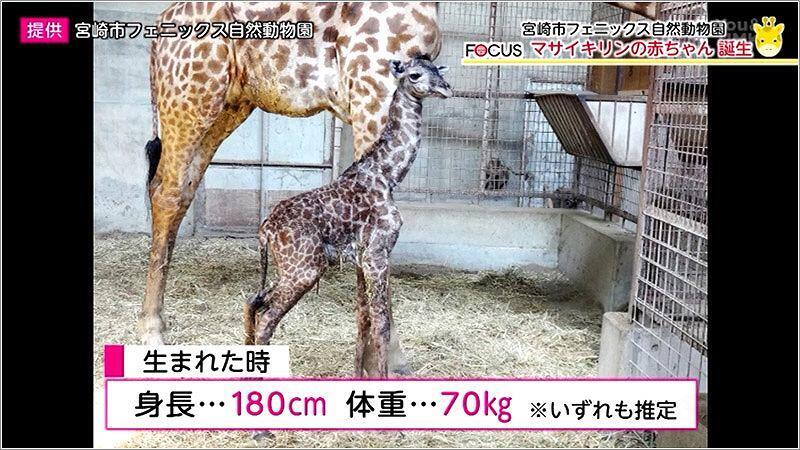 02 マサイキリンの赤ちゃんの写真