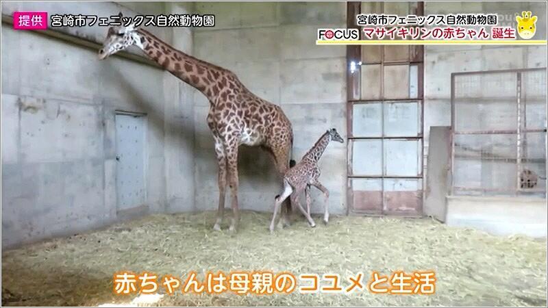 03 母親のコユメと生活するマサイキリンの赤ちゃん