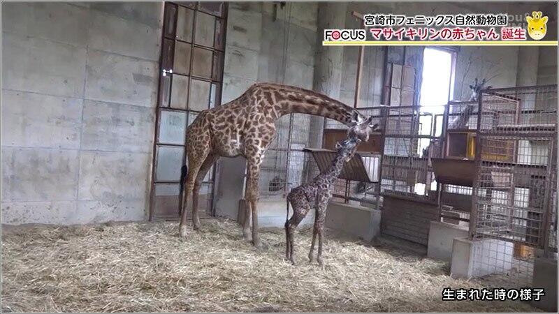 05 母親のコユメとマサイキリンの赤ちゃん