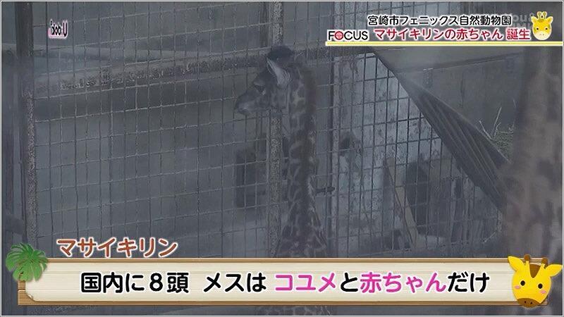 06 マサイキリンの赤ちゃん