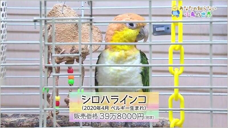 03 シロハラインコ