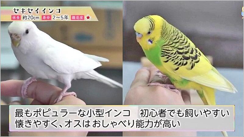 07 セキセイインコ