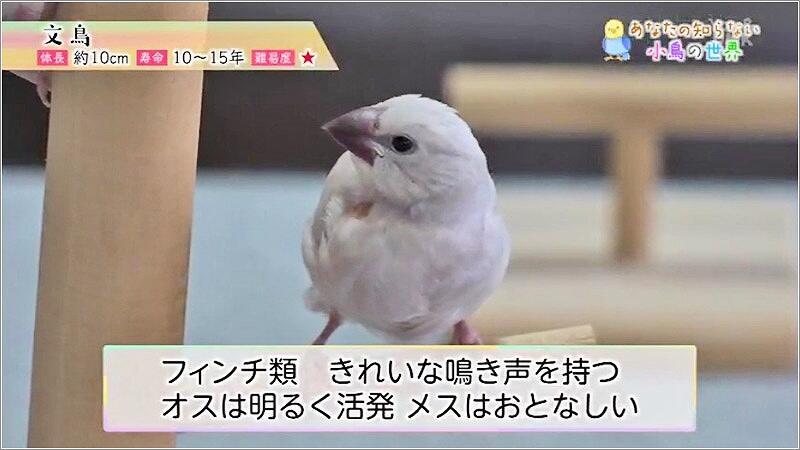 08 文鳥