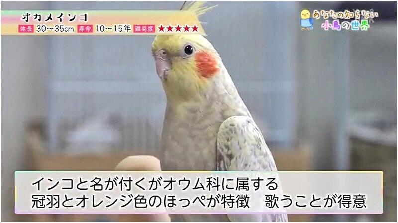 09 オカメインコ