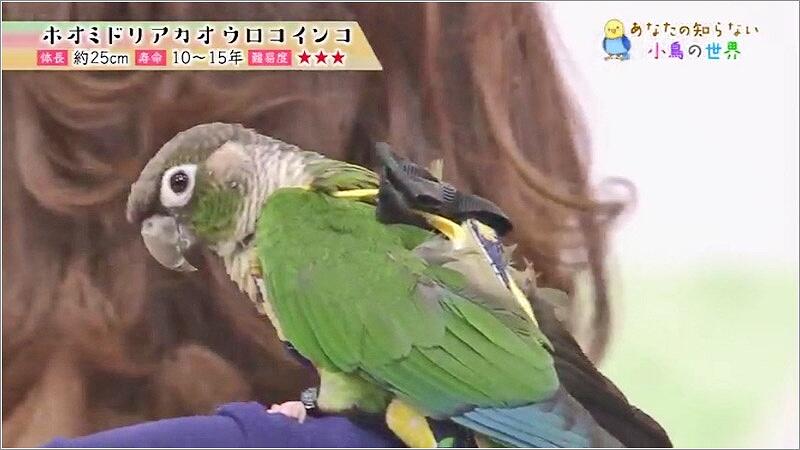 10 ホオミドリアカオ ウロコインコ