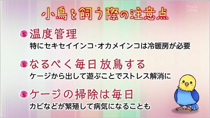 12 小鳥を飼う際の注意点