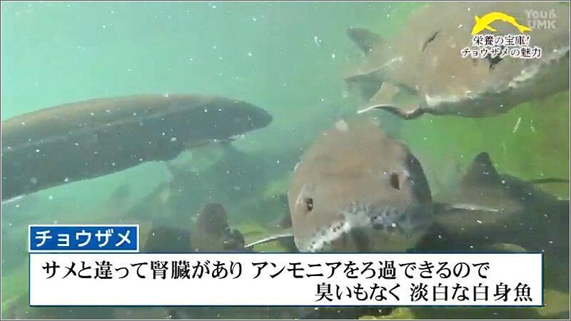 12 臭みのない白身魚