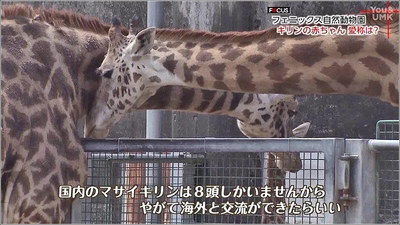 04 マサイキリンは国内8頭