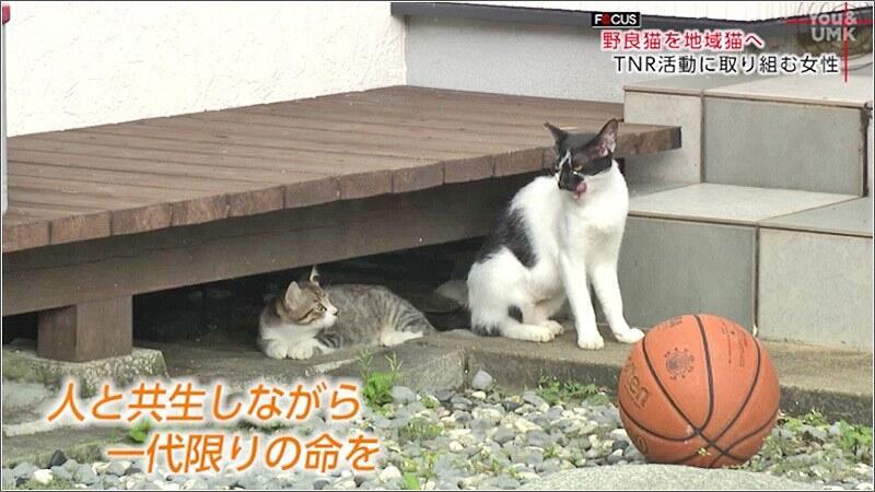 10 のら猫との共生