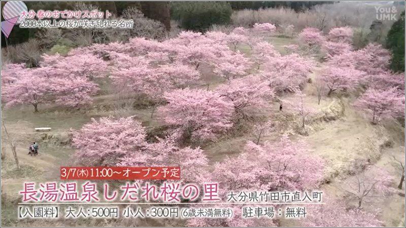 07 長湯温泉しだれ桜の里