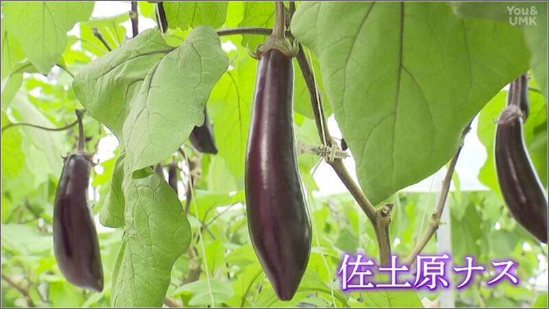 02 佐土原ナス
