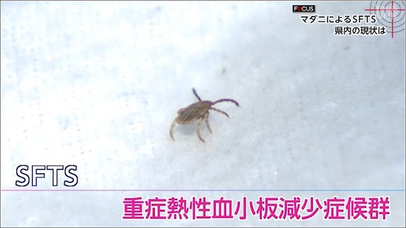 01 マダニ
