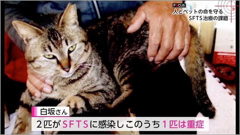 06 ネコ