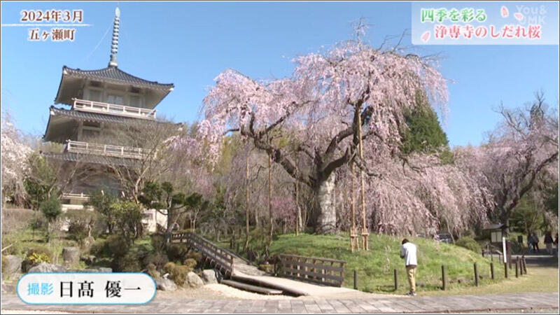 01 咲き誇るしだれ桜