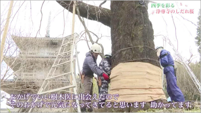 07 治療と手入れ