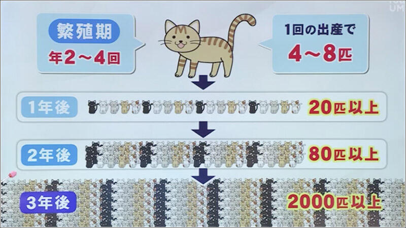 01 猫の繁殖力