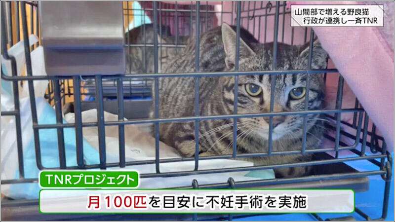 03 1カ月に100匹のペースで手術