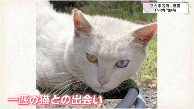 08 猫との出会い