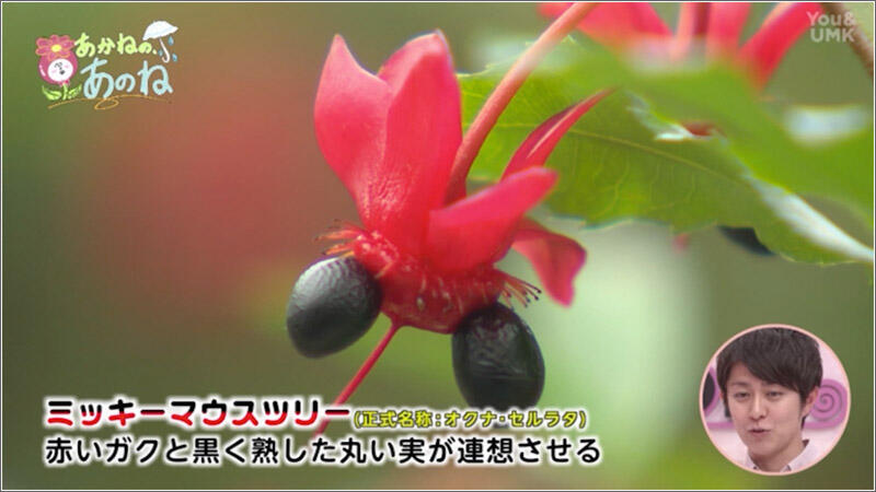 03 オクナ・セルラタ